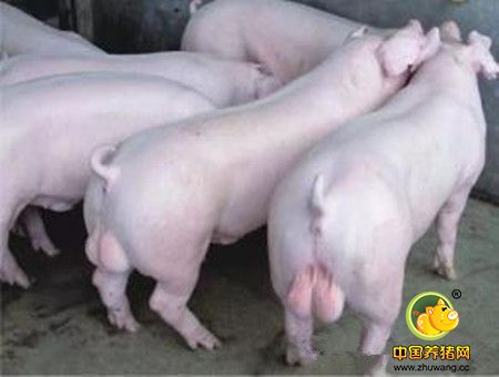 中大猪及经产母猪的常发病“增生性回肠炎”的防控措施