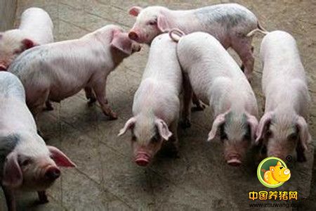 集约化猪场仔猪腹泻的致病机理、致病因素分析及综合控制方案