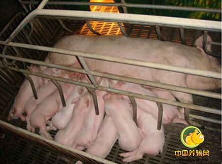 没有B超机，怎么有效准确的判定母猪是否怀孕？