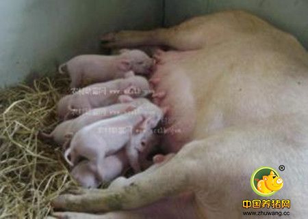 母猪过肥、过瘦对生产影响巨大，母猪的体况能告诉你很多秘密