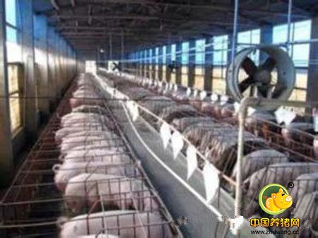 中国养猪合作社的现状与经营要点