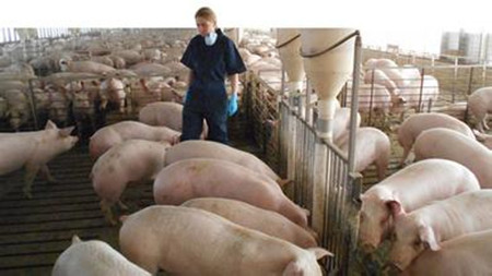 加拿大科学家　研究保育猪所需的最佳生长空间