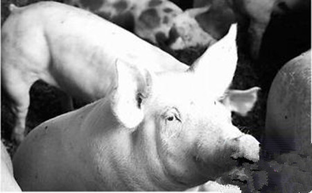 猪场中氯前列烯醇在母猪生产繁育中的应用
