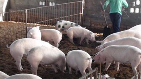 猪场中饲料添加剂对猪场环境的影响 