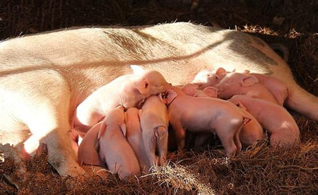 母猪不宜滥用磺胺类药物来防治疾病