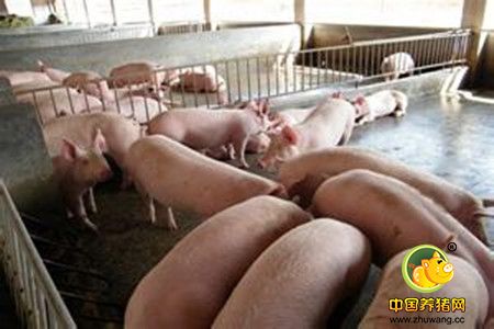 霉菌毒素对养猪业的危害及预防和治疗措施