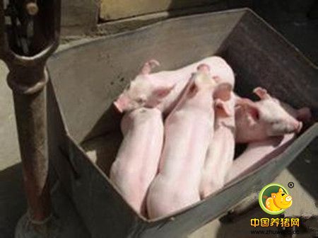 养猪的废水的危害及一些处理方案