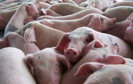 猪常用抗菌药的使用方法