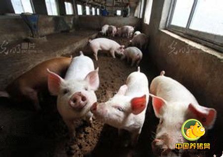 养猪户怎样使用安全高效的兽用生物制品？