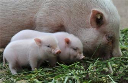 母猪的病毒性繁殖障碍