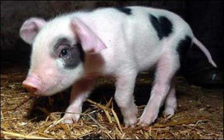 母猪繁殖“三巧法”