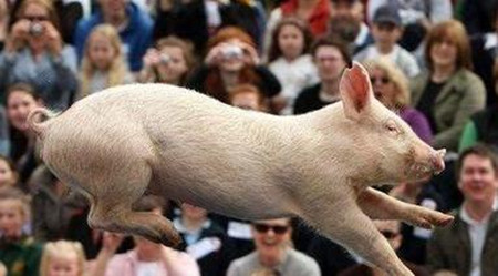 猪价博弈中, 农村养猪人在猪贩子面前为何总是不堪一击