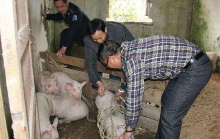 整治69家非法商贩的养猪场 转移生猪上万头
