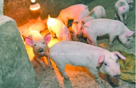 2017年生猪养殖仍将赢利　头均利润降至400元左右