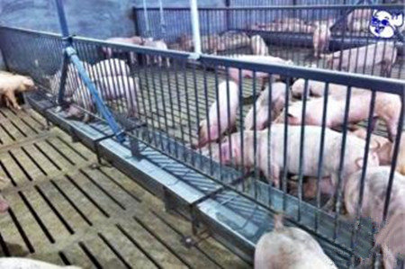 养猪生产中如何正确应用饲料香味剂