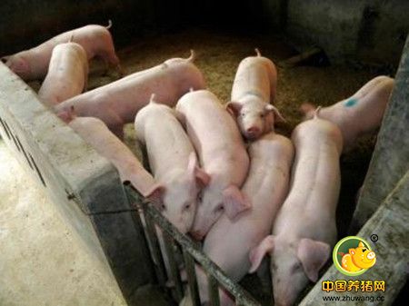 霉菌毒素对猪的危害与防制