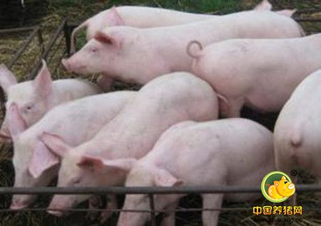 仔猪饲养需提高日粮的营养浓度