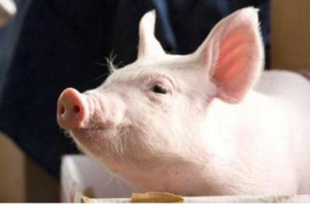 冬季肥猪顽固性腹泻的最主要原因在哪里？