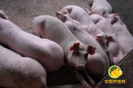 规模化养猪场寄生虫病的防控要领