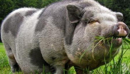 如何应对养猪场这一头号疾病——中大猪呼吸道疾病综合症？