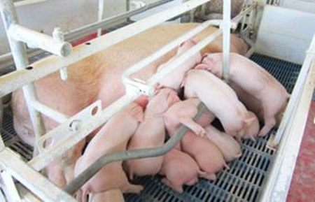 猪舍结构不当可能引发传染病