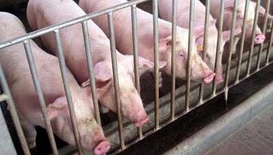 悄悄告诉你：全国猪贩都在求猪，我们要压栏吗？