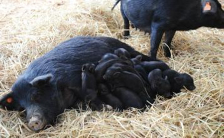 土猪建立地方猪种养殖基地