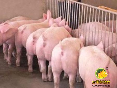 张洪培：规模养猪场发病规律与中药防控探讨