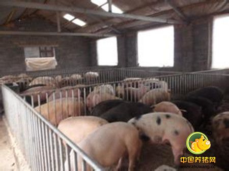 饲养过程中用杂料喂猪需要注意的几项问题