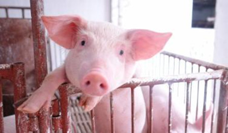 乳清粉的加工以及在仔猪培育中的有效应用