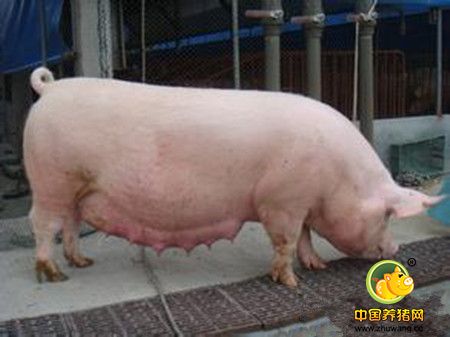 喜恩吉应用于母猪提升其繁殖力的机理