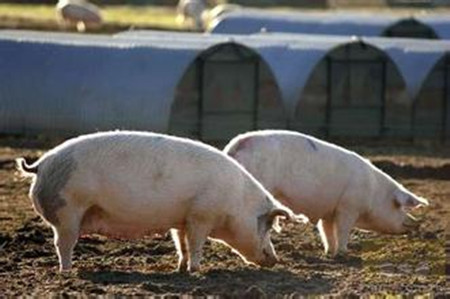 生猪出栏价格高位回落 适度规模养猪收益最大