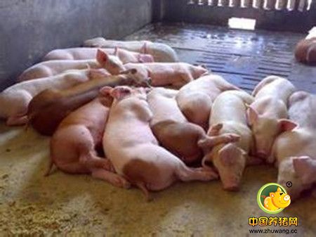 猪场养猪最怕应激，针对猪应激综合征该怎么解决