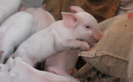 猪疥螨病的防与治