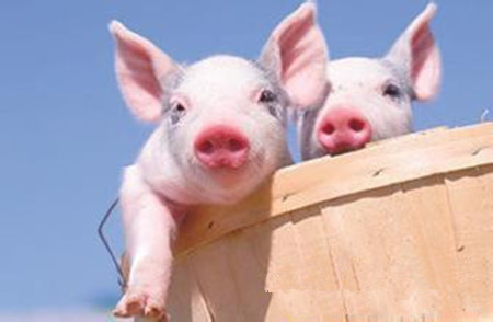 养猪业如何与洋猪肉竞争 加强猪业自身才是重点