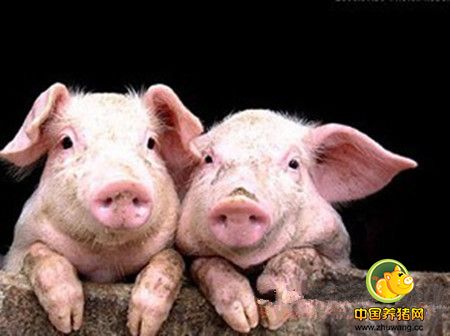 养猪户怎样使用安全高效的兽用生物制品