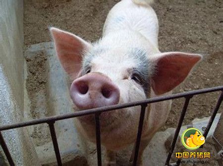 五大原因引发猪呼吸道疾病，看完恍然大悟!