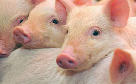 减少猪病发生的二十个细节