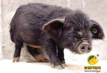 西藏小型猪 实验动物家族的新明星