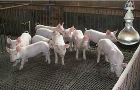 冬季养猪如何取暖及安全事项