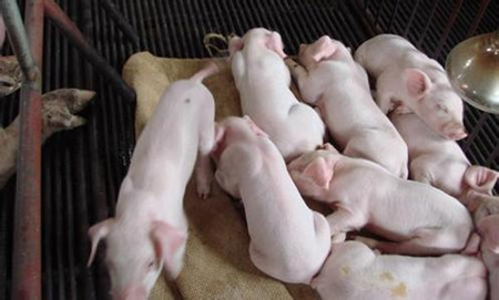 母猪乳的营养质量与仔猪营养需要