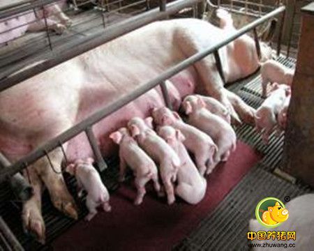 母猪乳中所含的营养物质--乳蛋白