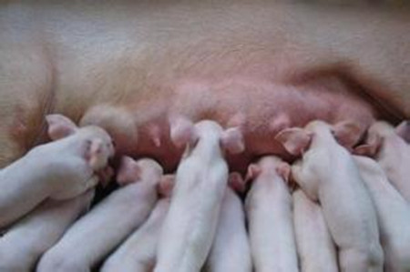 断奶母猪发情控制与养猪场效益关系分析