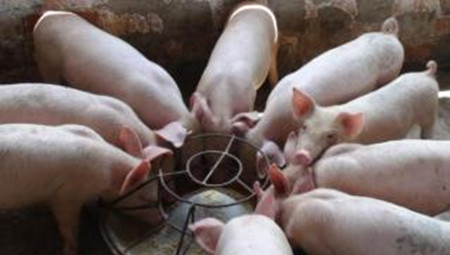 猪的常用饲料有哪些？