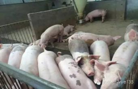 猪场养猪最怕应激，针对猪应激综合征该怎么解决