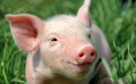 环保之外 2017还有一项政策养猪人必须重视
