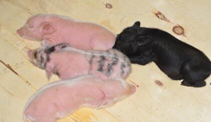 新品种！世界首例白化小藏猪诞生