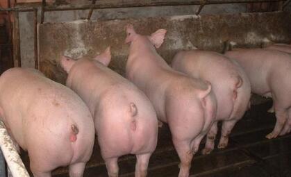 注意了！明年再遇到这8种母猪一定要淘汰！