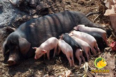 自繁自养的专业母猪养殖场的要求和特点