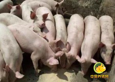 中小养猪场选择饲料的五大误区